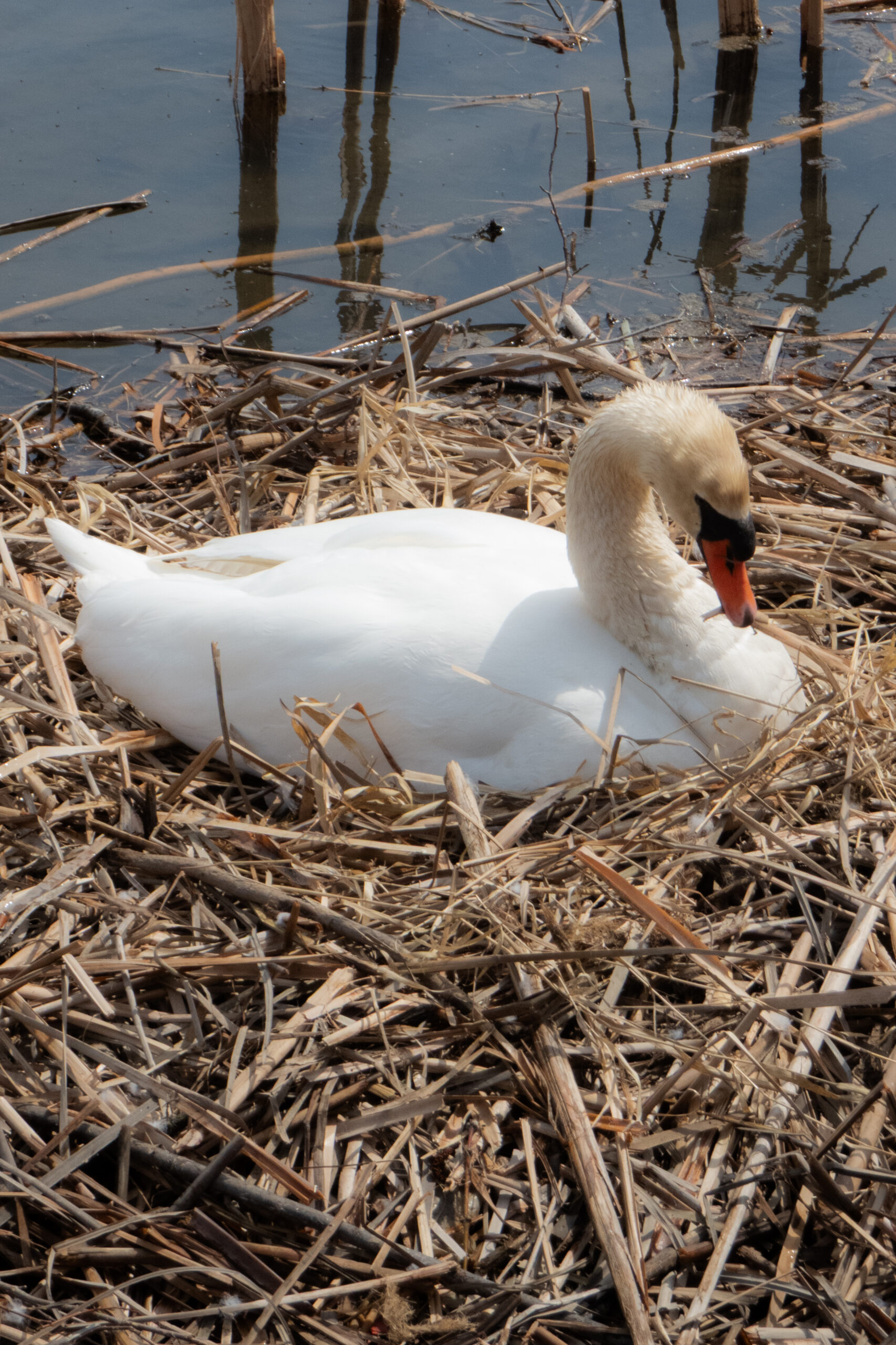 Wildlife